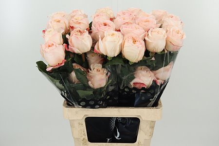 R Eq Cream X-pression – čerstvý rezaný kvet, dĺžka: 60 cm, pôvod: EC
