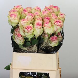 Ruža Esperance 70 cm