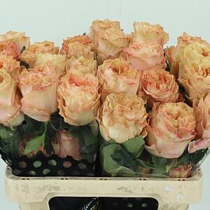 Ruža Garden Princess Crown 60 cm