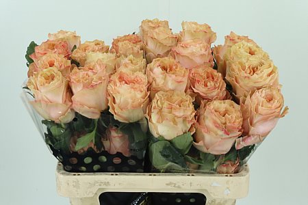 Ruža Garden Princess Crown 60 cm