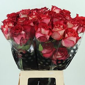 R Eq Iguazu – čerstvý rezaný kvet, dĺžka: 60 cm, pôvod: EC