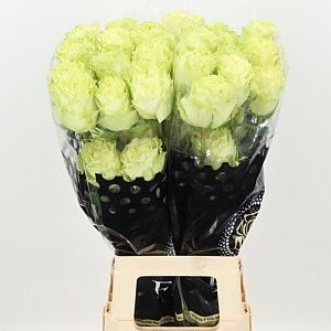 Limonium Sin Lemonade