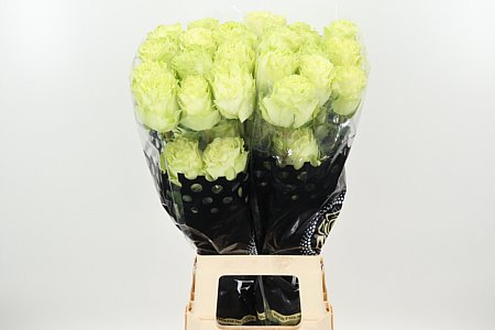 Limonium Sin Lemonade