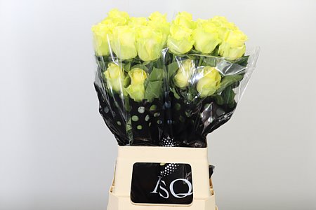 R Eq Minion – čerstvý rezaný kvet, dĺžka: 60 cm, pôvod: EC