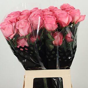 R Eq Pink X-pression – čerstvý rezaný kvet, dĺžka: 60 cm, pôvod: EC