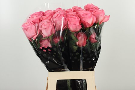 R Eq Pink X-pression – čerstvý rezaný kvet, dĺžka: 60 cm, pôvod: EC