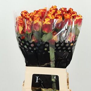 R Eq Silantoi – čerstvý rezaný kvet, dĺžka: 60 cm, pôvod: EC