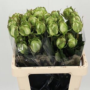 R Eq Veggie – čerstvý rezaný kvet, dĺžka: 50 cm, pôvod: EC