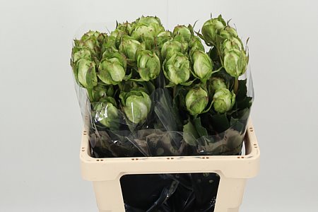 R Eq Veggie – čerstvý rezaný kvet, dĺžka: 50 cm, pôvod: EC