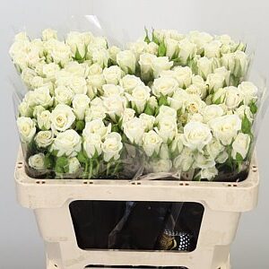 Ruža sprejová White Majolica krémovo-biela