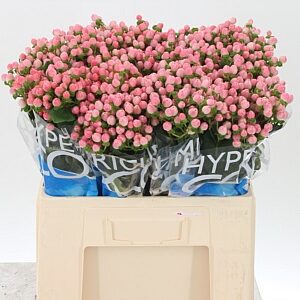 Hypericum Coco Casino Pink rezaný kvet