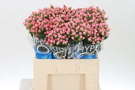 Hyp Coco Casino Pink – čerstvý rezaný kvet, dĺžka: 60 cm, pôvod: KE