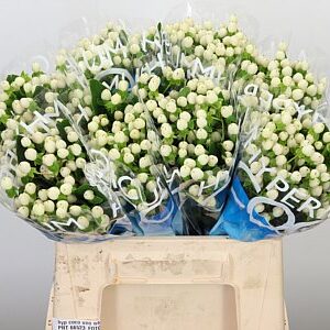 Hypericum Coco Uno White s bielymi plodmi