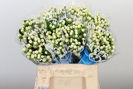 Hyp Coco Uno White – čerstvý rezaný kvet, dĺžka: 40 cm, pôvod: KE