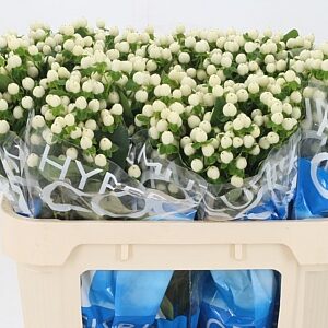 Hypericum Coco Uno White s bielymi plodmi