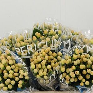 Hypericum Coco Gelato krémovej farby
