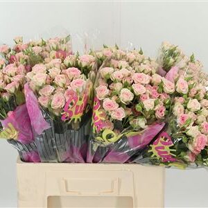 Ruža Creamy Twister – čerstvý rezaný kvet, dĺžka: 60 cm