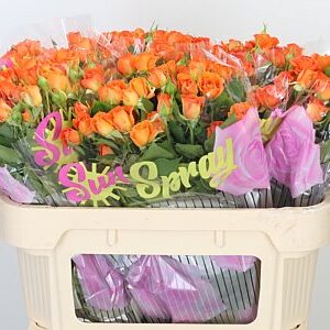 R Tr Babe – čerstvý rezaný kvet, dĺžka: 70 cm, pôvod: ET