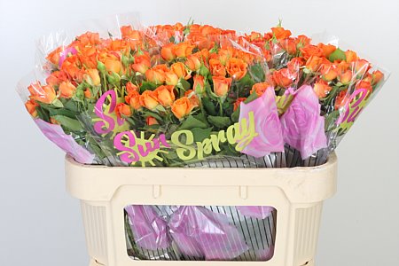 R Tr Babe – čerstvý rezaný kvet, dĺžka: 70 cm, pôvod: ET