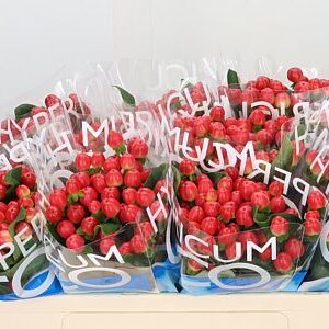 Hypericum Coco Tango Red sýtočervené bobuľky