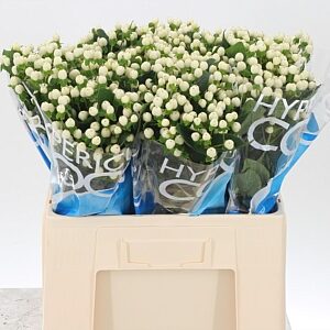 Hypericum Coco Uno White s bielymi plodmi