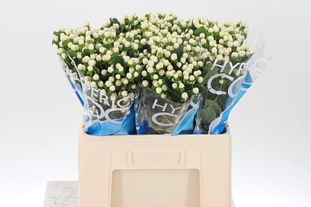 Hypericum Coco Uno White s bielymi plodmi