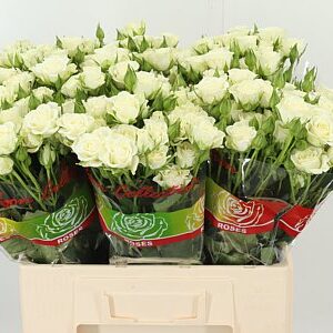 Ruža Tr Snowflake v snehobielom odtieni
