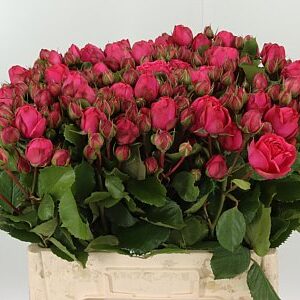 R Tr Piano Freiland Pink – čerstvý rezaný kvet, dĺžka: 60 cm, pôvod: DE