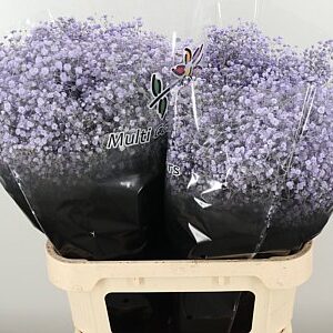 Gypsomilka Dyed Xlence Milka 60 cm
