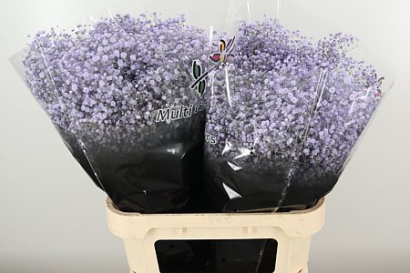 Gypsomilka Dyed Xlence Milka 60 cm