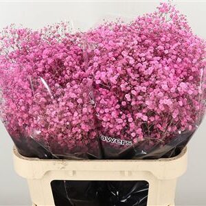Gypsophila Dyed Pink Lady ružová 80 cm