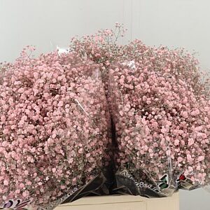 Gyps Dyed Million Pale Pink – čerstvý rezaný kvet, dĺžka: 60 cm, pôvod: ET