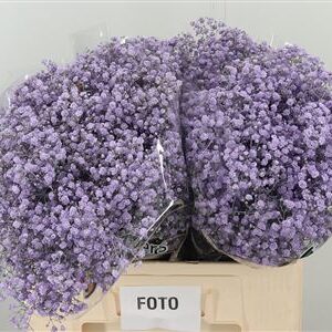 Gypsomilka Dyed Xlence Milka 60 cm