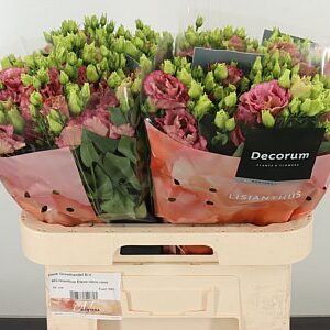 Eustoma Elece Retro Rose – čerstvý rezaný kvet v ružovej farbe, dĺžka 70 cm