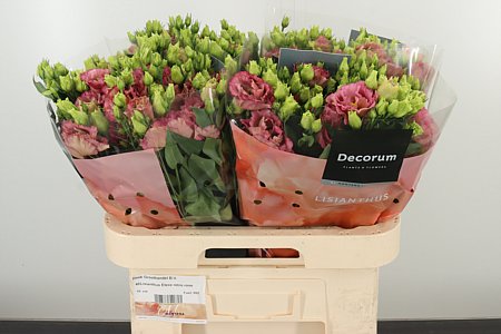Eustoma Elece Retro Rose – čerstvý rezaný kvet v ružovej farbe, dĺžka 70 cm