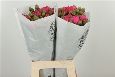R Tr Piano Freiland Pink – čerstvý rezaný kvet, dĺžka: 50 cm, pôvod: DE