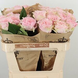 R Gr Country Peonia – čerstvý rezaný kvet, dĺžka: 60 cm, pôvod: DE