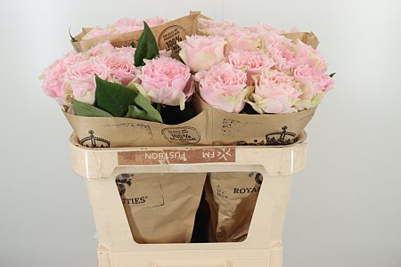Ruža Country Peonia 60 cm