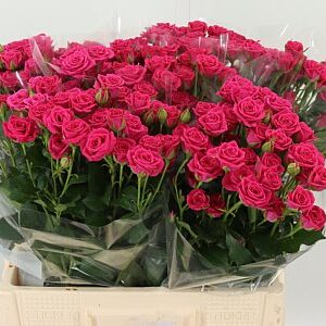 Ľalia Li Or Catemaco Pink – čerstvý ružový rezaný kvet, dĺžka 105 cm, pôvod Holandsko
