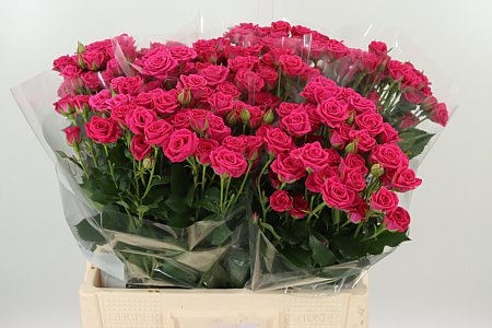 Ľalia Li Or Catemaco Pink – čerstvý ružový rezaný kvet, dĺžka 105 cm, pôvod Holandsko