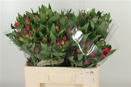 Alstroemeria Rome – čerstvý rezaný kvet, dĺžka: 60 cm, pôvod: NL