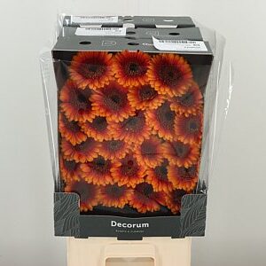 Gerbera Ge Mi @ Wakita 47 cm