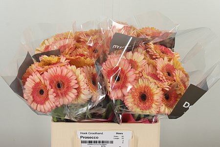 Gerbera Ge Mi Aq Prosecco – čerstvý rezaný kvet, dĺžka: 50 cm, pôvod: NL