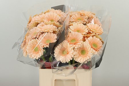 Gerbera Ge Mi @ Moet 45 cm