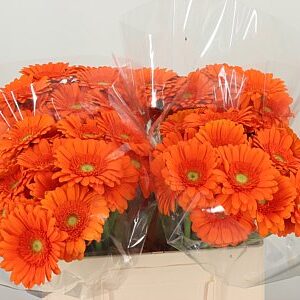 Ge Mi Aq Max – čerstvý rezaný kvet, dĺžka: 50 cm, pôvod: NL