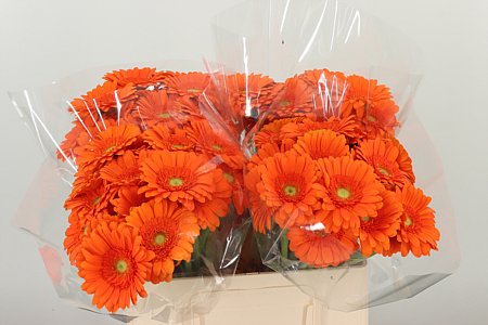 Gerbera Ge Mi Aq Max – čerstvý rezaný kvet, dĺžka: 50 cm, pôvod: NL