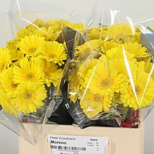 Gerbera Ge Mi Aq Viacno