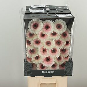 Gerbera Ge Mi @ Teddy 47 cm