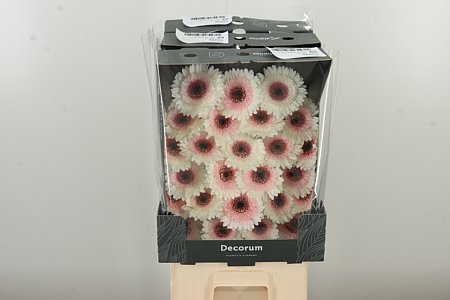 Gerbera Ge Mi @ Teddy 47 cm