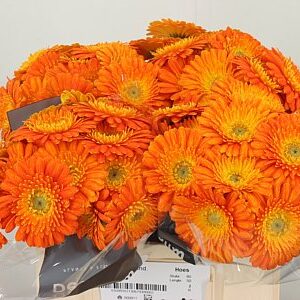 Gerbera Ge Mi Aq Gizela